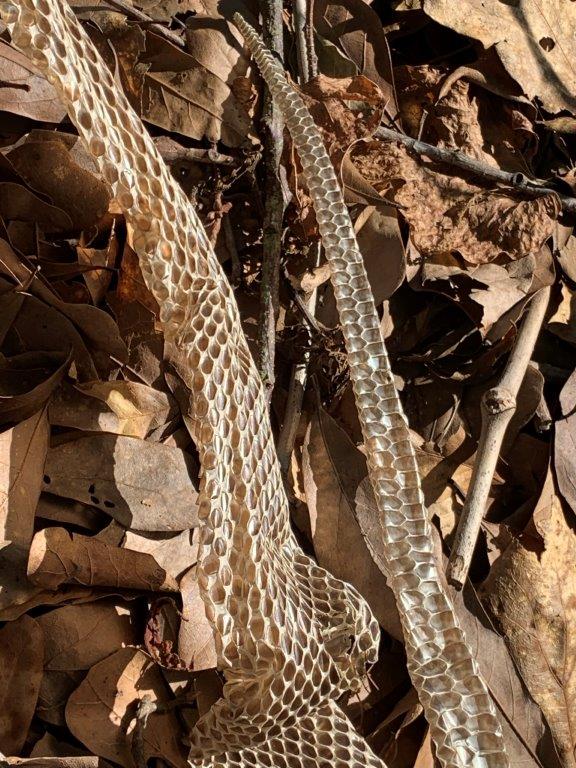 Little Rock snake skin